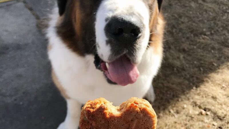 Kat's K9s, LLC - ,