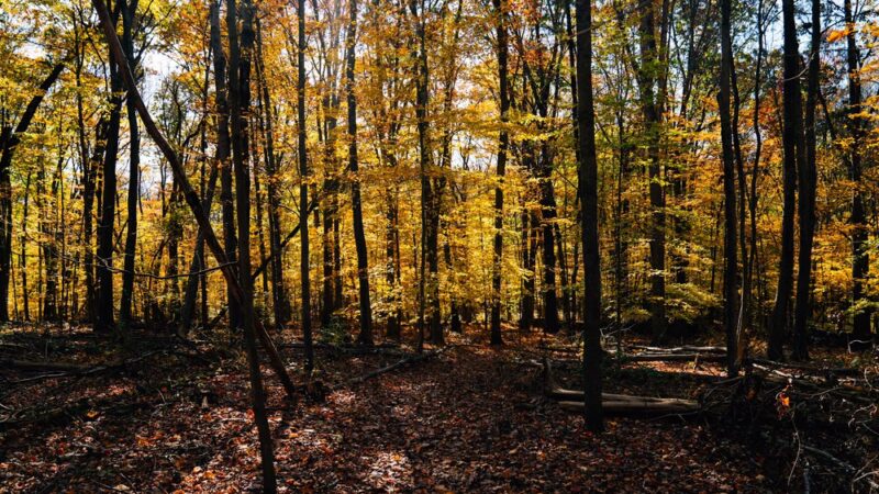 Angle Fly Preserve - Katonah, NY