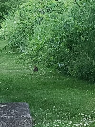 Fox Valley Park - Katonah, NY