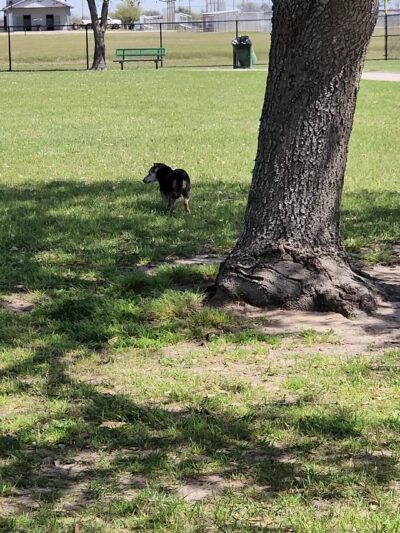 Beverly Kaufman Dog Park - Katy, TX