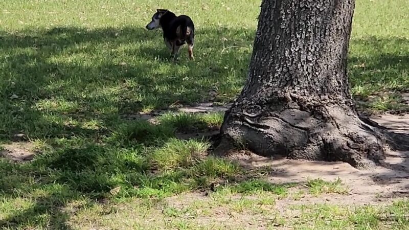 Beverly Kaufman Dog Park - Katy, TX