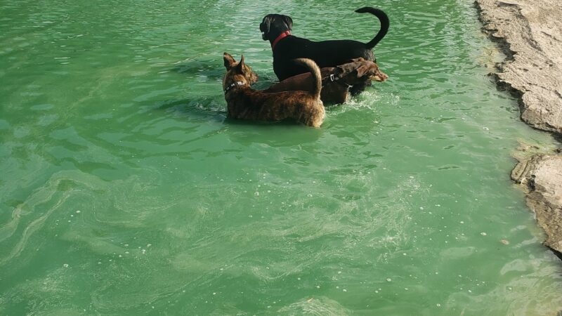 City of Katy Off-Leash Dog Park - Katy, TX