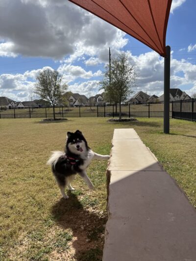 Elyson Dog Park - Katy, TX