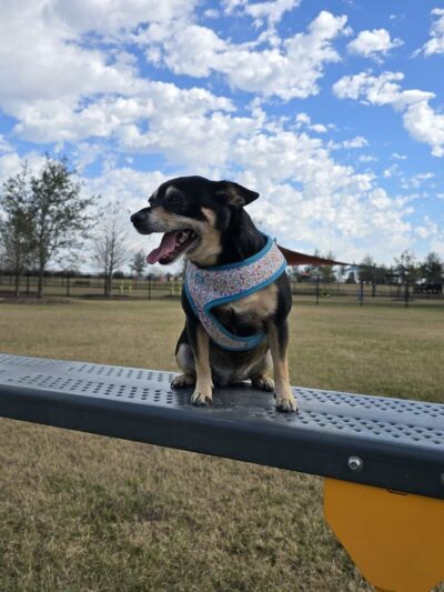 Elyson Dog Park - Katy, TX