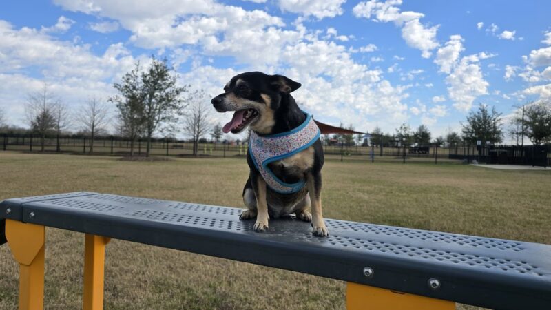 Elyson Dog Park - Katy, TX