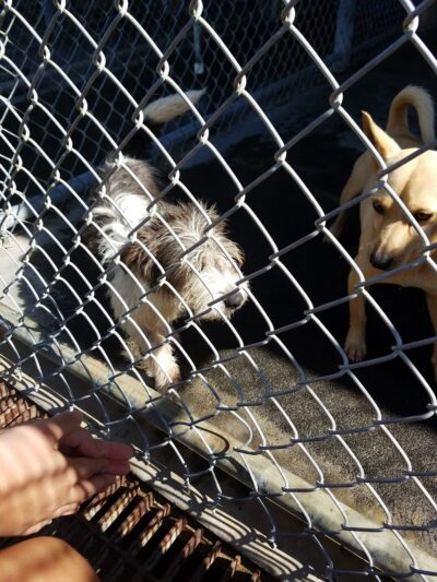 Hawaii Island Humane Society - Keaau, HI