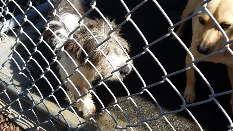 Hawaii Island Humane Society - Keaau, HI