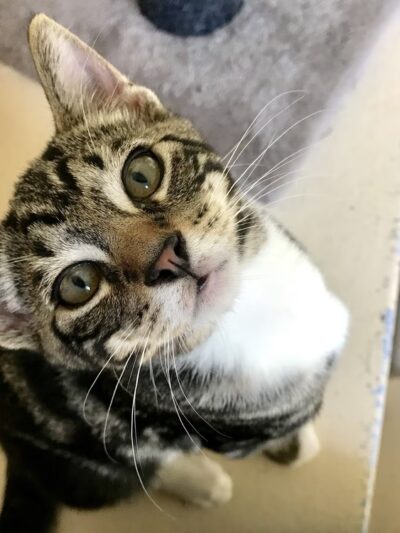 Hawaii Island Humane Society - Keaau, HI