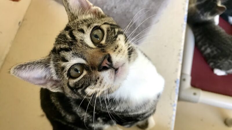 Hawaii Island Humane Society - Keaau, HI