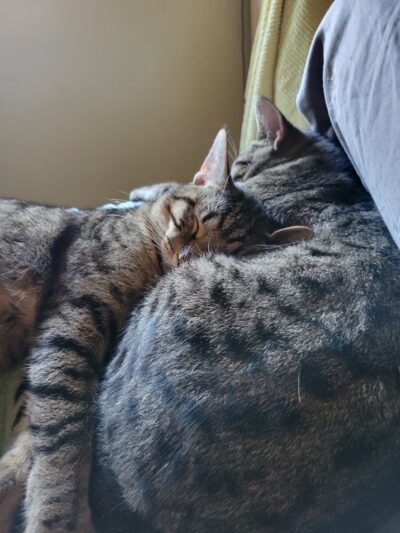 Hawaii Island Humane Society - Keaau, HI