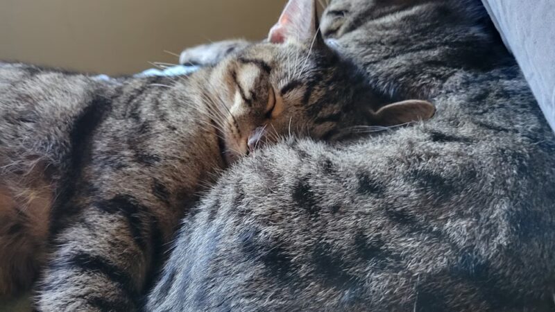 Hawaii Island Humane Society - Keaau, HI