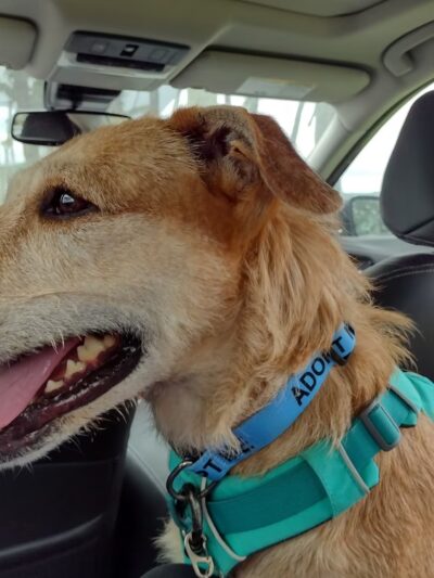 Hawaii Island Humane Society - Keaau, HI