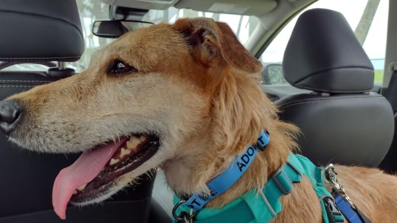 Hawaii Island Humane Society - Keaau, HI