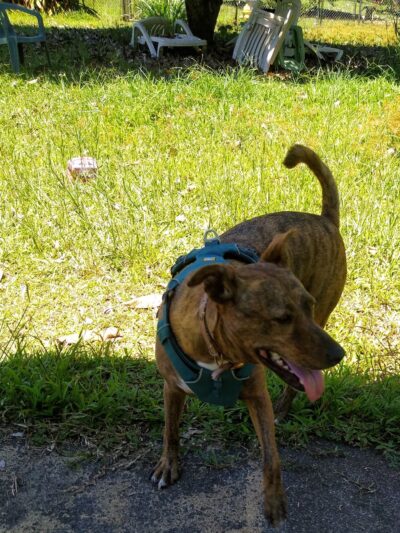 Hawaii Island Humane Society - Keaau, HI