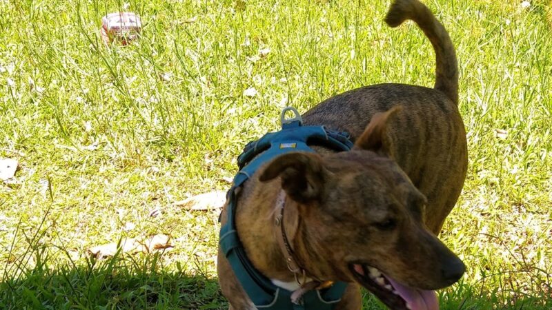 Hawaii Island Humane Society - Keaau, HI
