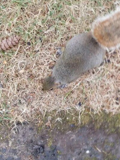 Riverside Park - Kelso, WA