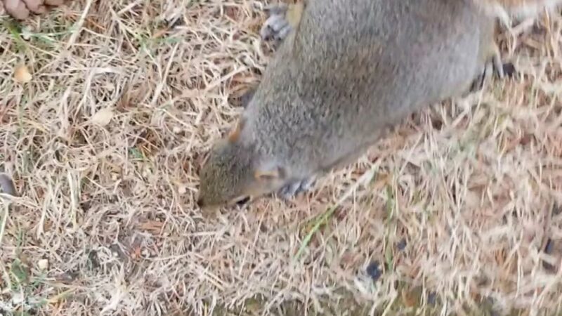 Riverside Park - Kelso, WA