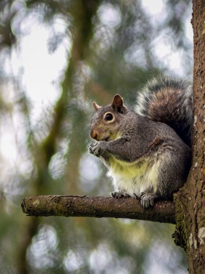 Riverside Park - Kelso, WA