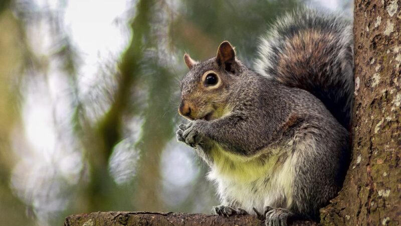 Riverside Park - Kelso, WA