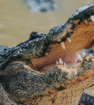 Wild Florida Airboats & Gator Park - Kenansville, FL