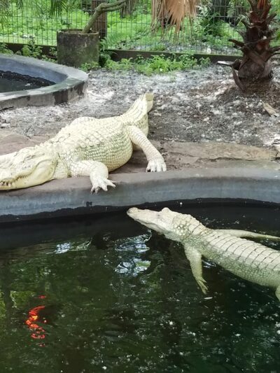 Wild Florida Airboats & Gator Park - Kenansville, FL