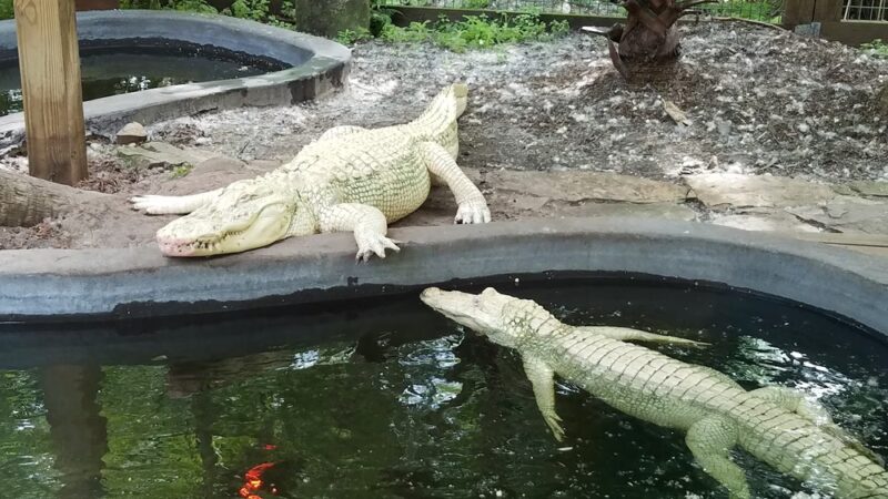 Wild Florida Airboats & Gator Park - Kenansville, FL