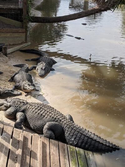 Wild Florida Airboats & Gator Park - Kenansville, FL