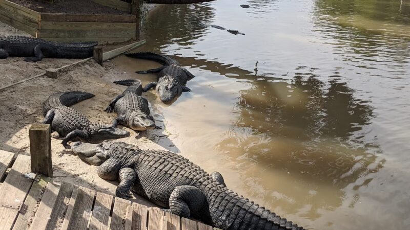 Wild Florida Airboats & Gator Park - Kenansville, FL