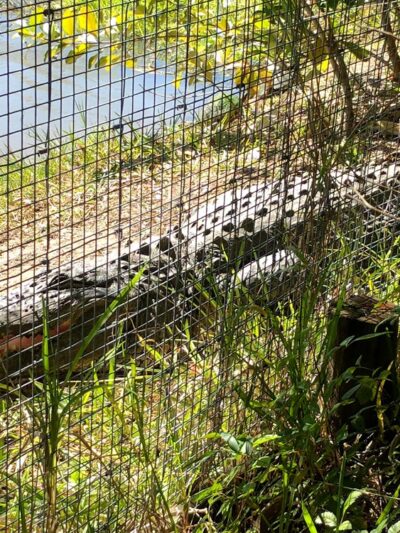 Wild Florida Airboats & Gator Park - Kenansville, FL