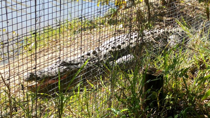 Wild Florida Airboats & Gator Park - Kenansville, FL