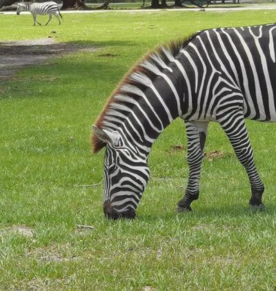 Wild Florida Drive-thru Safari Park - Kenansville, FL