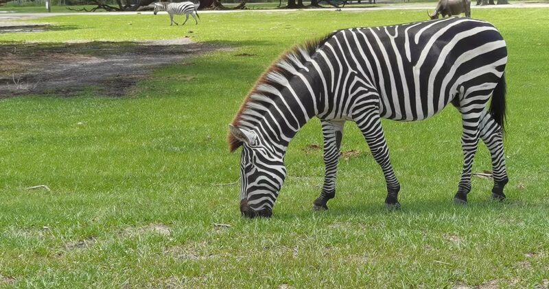 Wild Florida Drive-thru Safari Park - Kenansville, FL