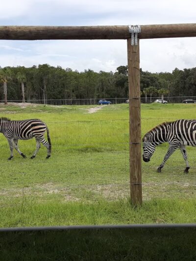 Wild Florida Drive-thru Safari Park - Kenansville, FL