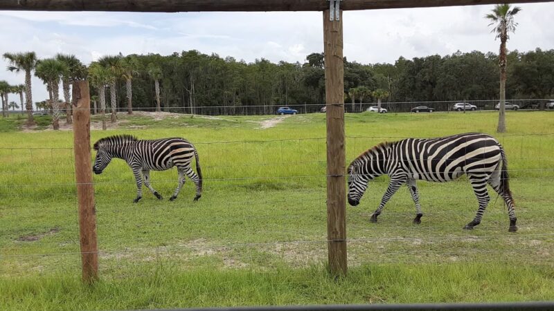 Wild Florida Drive-thru Safari Park - Kenansville, FL