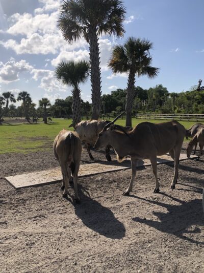 Wild Florida Drive-thru Safari Park - Kenansville, FL