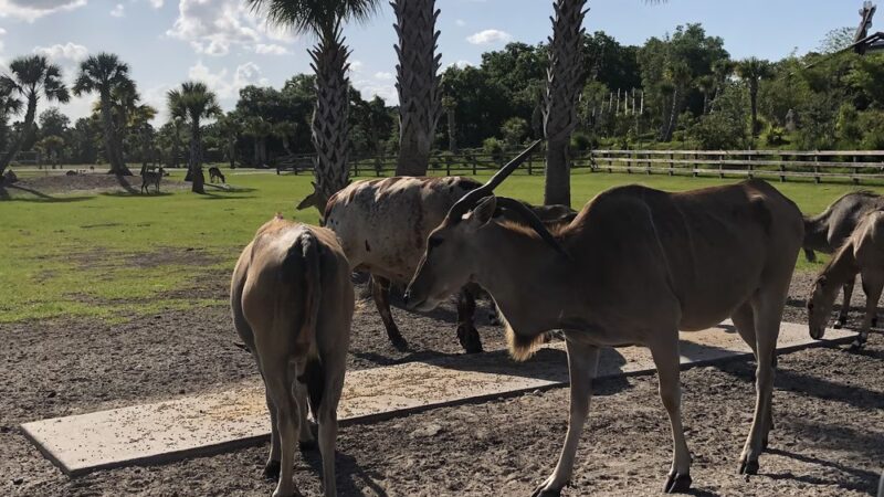 Wild Florida Drive-thru Safari Park - Kenansville, FL