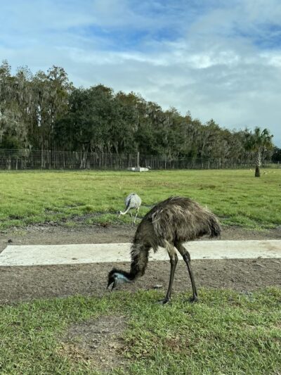 Wild Florida Drive-thru Safari Park - Kenansville, FL