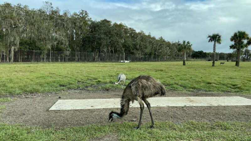 Wild Florida Drive-thru Safari Park - Kenansville, FL