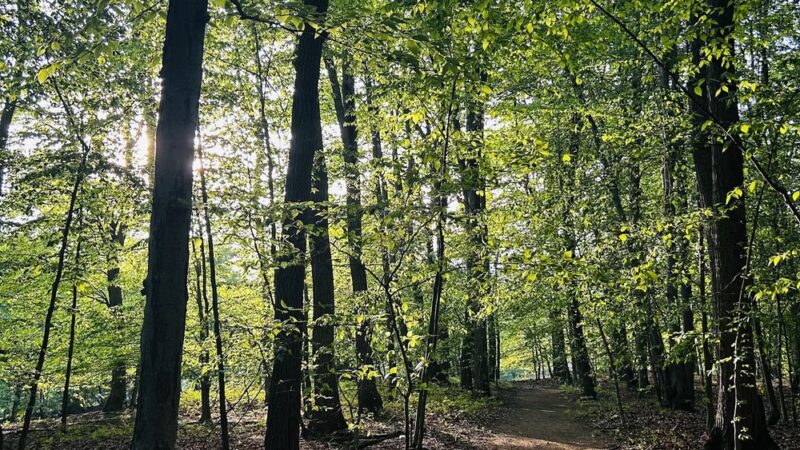 Beechwoods Park - Kendall Park, NJ