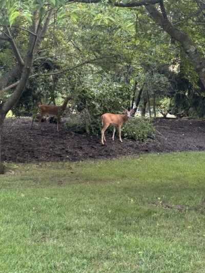 Veterans Park - Kendall Park, NJ