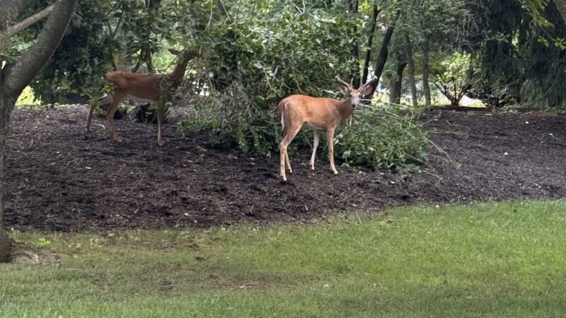 Veterans Park - Kendall Park, NJ
