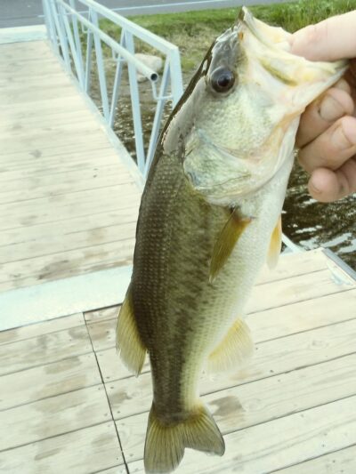 Bixler Lake Public Access Boat Launch - Kendallville, IN