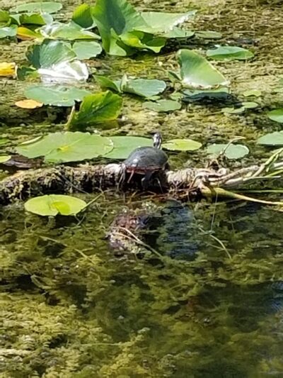 Bixler Lake Public Access Boat Launch - Kendallville, IN