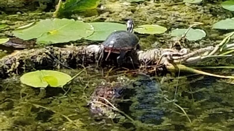 Bixler Lake Public Access Boat Launch - Kendallville, IN