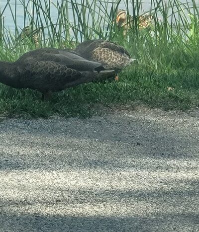 Kendallville Park & Recreation - Kendallville, IN