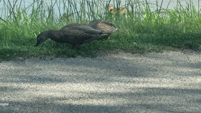 Kendallville Park & Recreation - Kendallville, IN
