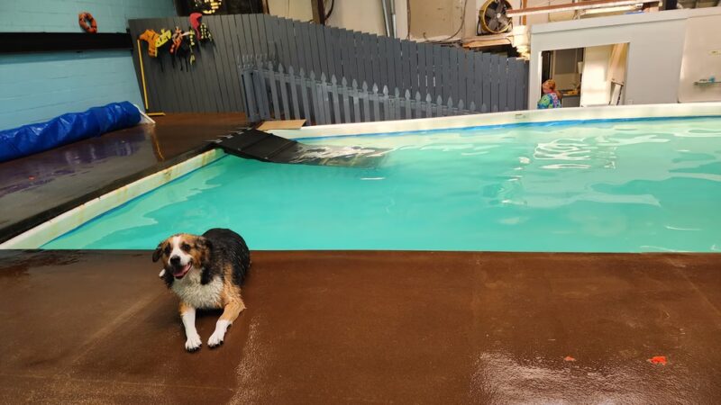 Bowwow Fun Towne - Kenmore, WA