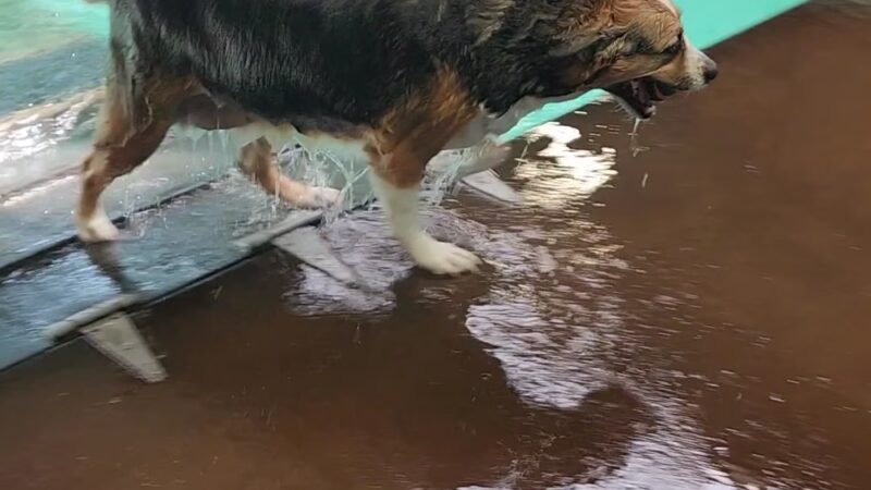 Bowwow Fun Towne - Kenmore, WA