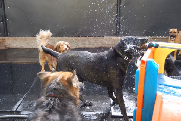 Bowwow Fun Towne - Kenmore, WA