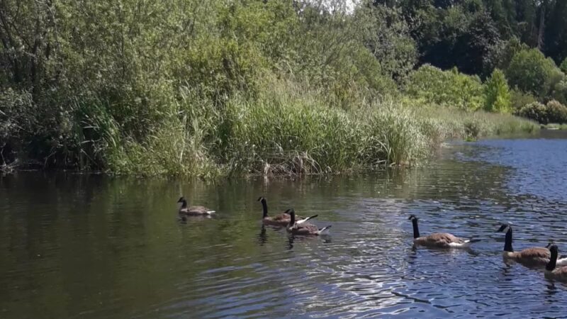 Kenmore Paddle Park - Kenmore, WA